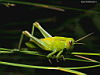 miniatura_86 copia